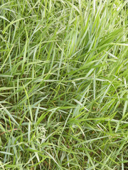 Green grass as background.