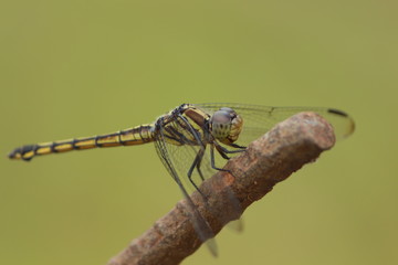 Anax Indicus dragon fly found in India