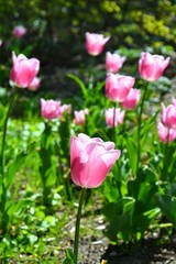 Flowers, pink tulips in full bloom in a botanical garden in spring with lens blurred effect. Natural floral background. Tulipa -  genus of spring-blooming perennial herbaceous bulbiferous geophytes 