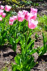 Flowers, pink tulips in full bloom in a botanical garden in spring with lens blurred effect. Natural floral background. Tulipa -  genus of spring-blooming perennial herbaceous bulbiferous geophytes 