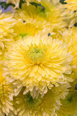 Obraz premium Yellow chrysanthemum flowers. Yellow flower in the garden. gardening, botany, floristry, texture and flora concept - beautiful chrysanthemums flowers. vertical photo