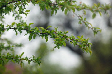 Branch with the green leaves in spring