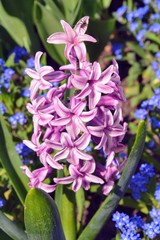 Purple Hyacinthus orientalis or hyacinth flower in spring garden. 
