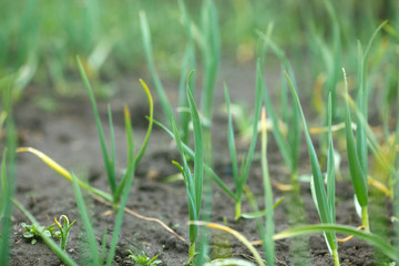 vegetable seedlings in the garden