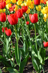 Flowers, red and yellow tulips in full bloom in the spring garden. Natural floral background. Tulipa - genus of  spring-blooming perennial herbaceous bulbiferous geophytes 