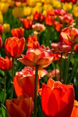 Flowers, red  tulips in full bloom in the spring garden. Natural floral background. Tulipa - genus of  spring-blooming perennial herbaceous bulbiferous geophytes 