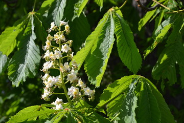 Chestnut tree branches at the beginning of blossoming. First flowers blooming on a branch of...