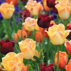 buntes Tulpenfeld quadratisch