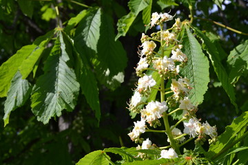 Chestnut tree branches at the beginning of blossoming. First flowers blooming on a branch of...