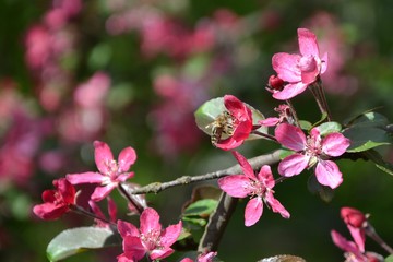 Honey bee (Apis mellifera) feeding on and pollinating an apple blossom. Bee collecting nectar in an apple flower