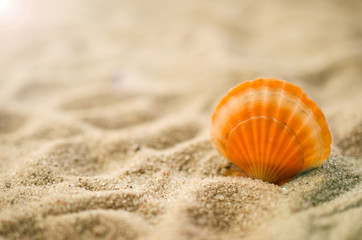 Fototapeta na wymiar Shell on beach summer holiday background