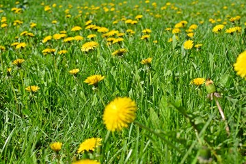 Beautiful dandelions on the green grass.Spring meadow.