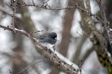 A dark eyed junco perched on a tree branch makes a pretty winter scene in southwest Missouri. Bokeh effect.