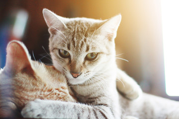 Cute orange cat and grey striped cat enjoy and sleeping on the table