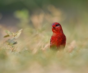 Red finch avadavat