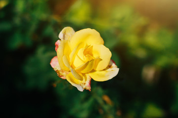 Beautiful pink rose with sunlight in nature background
