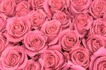 Background of pink and peach roses. Fresh pink roses. A huge bouquet of flowers. The best gift for women