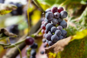 Bunches of black grapes on vine.