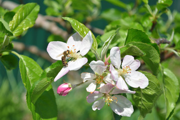 Pink Apple flowers on a branch in the garden, on the inflorescence sits a bee, under the sun, macro