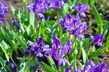 Wild irises bloomed in the spring in the meadow.