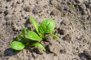 Two young spinach bushes growing out of the ground in sunlight, macro