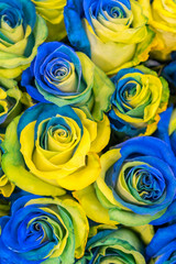 Fototapeta na wymiar concept ukrainian blue and yellow roses top view. Fancy yellow and blue roses. Fantastic flowers. Blue and yellow flowers of roses in the colors of the flag of Sweden as floral background