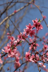 野に咲くピンクの花