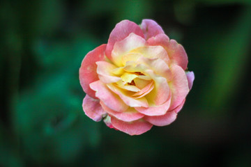 Beautiful pink rose in nature background