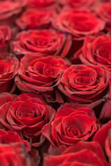 Obraz premium Red roses background. Fresh red and burgundy roses. Red rose buds. vertical photo