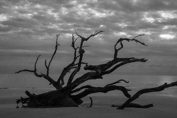Driftwood trees on a beach in black and white