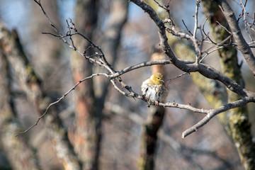 An unidentified little bird just left the bird bath and sits in a tree all fluffed up with bokeh background.