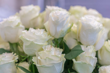 Fototapeta na wymiar A bouquet of fresh white roses. isolated close-up of a huge bouquet of white roses. White roses Flower Arrangement