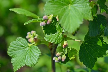 Young black currant leaves in spring.Bushes in the garden.