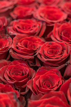 Red roses background. Fresh red and burgundy roses. Red rose buds. vertical photo
