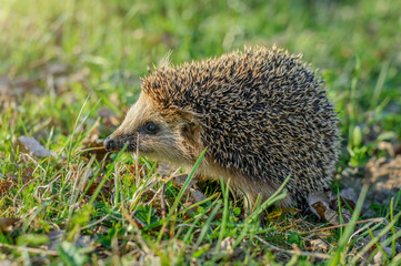 Еж на зеленой траве, солнечный летним днем Hedgehog on green grass, sunny summer day
