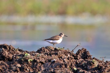 Common sandpiper