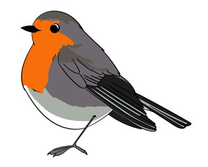 European Robin