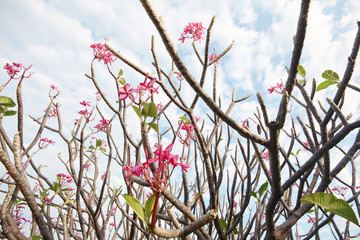 Pink Plumeria flowers Branch with the sky in garden