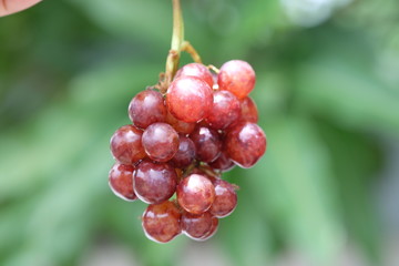 Purple grapes  blurred background.