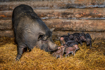Свиноматка с поросятами в свинарнике Sow with piglets in a pigsty © Евгений Береговой