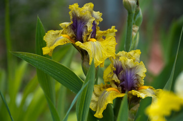 Colorful irises in the garden, perennial garden. Gardening. Bearded iris.