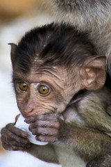Portrait of monkey baby (crab-eating long-tailed Macaque, Macaca fascicularis) with big eyes playing with plastic trash on polluted beach of Ko Phi Phi, Thailand