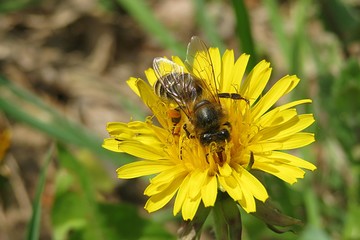 Bee on dandelion flower in the garden, closeup 