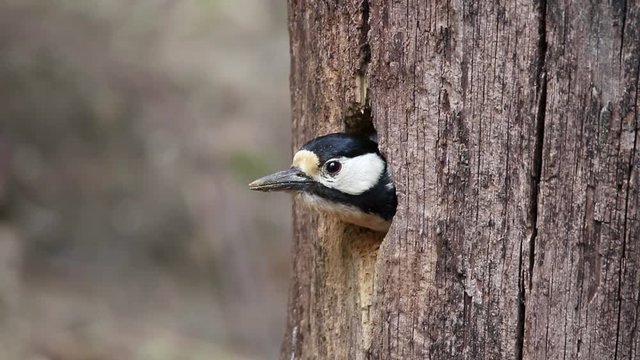 Buntspecht baut Nisth&ouml;hle in einem Baumstamm