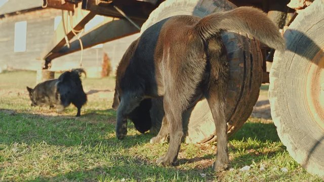 Two dogs in the countryside. A black dog is peeing on a large tractor trailer tire. House in the background.