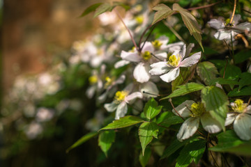 Anemone Clematis Growing Along a Garden Fence