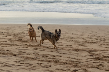 dogs enjoying on the beach in Atxabiribil, Sopelana, vizcaya. photos taken at sunset