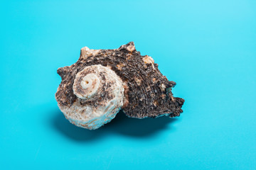 conch shell on a blue background