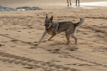 dogs enjoying on the beach in Atxabiribil, Sopelana, vizcaya. photos taken at sunset