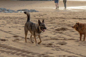 dogs enjoying on the beach in Atxabiribil, Sopelana, vizcaya. photos taken at sunset